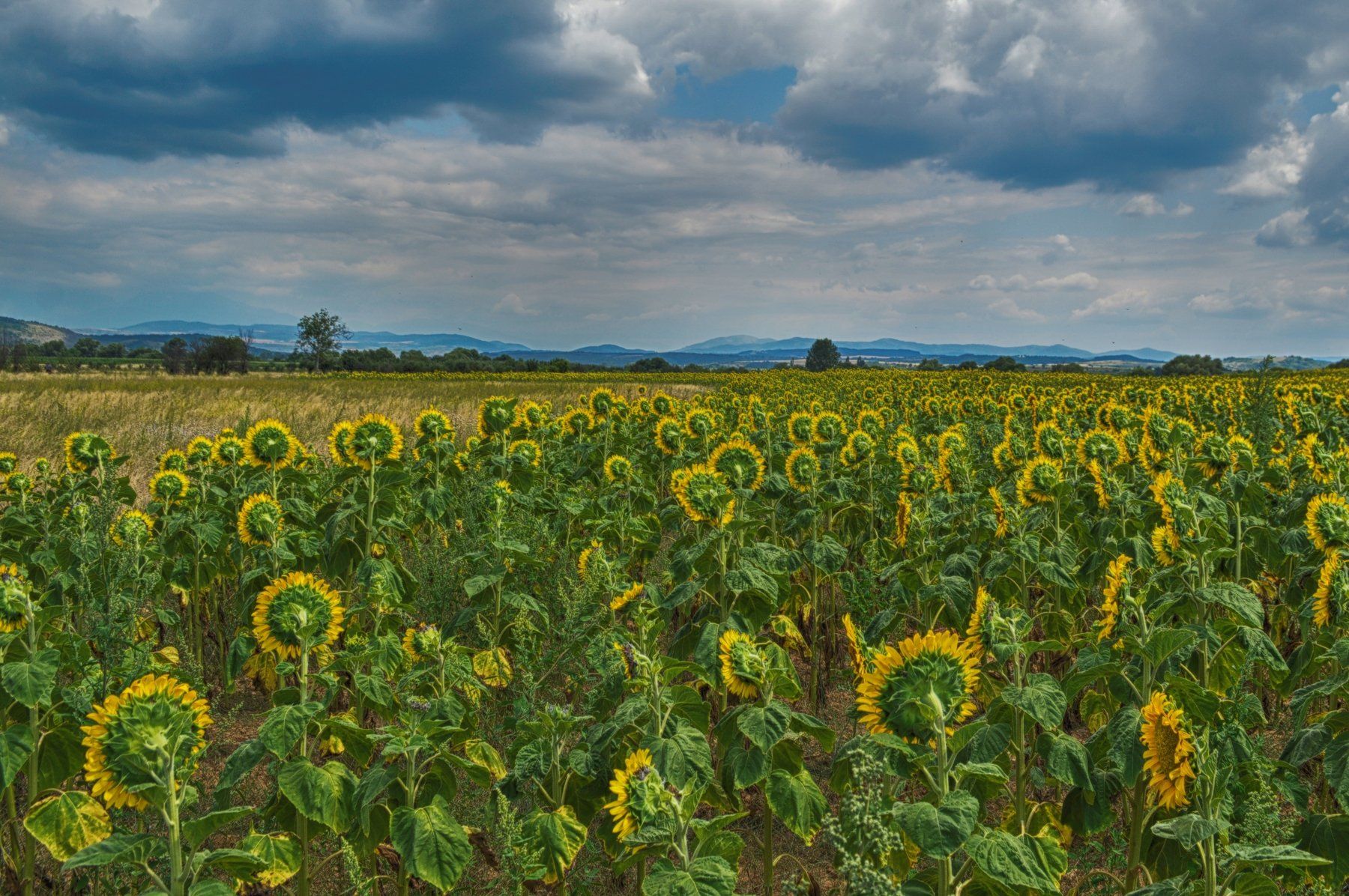 landscape sunflowers field пейзаж подсолнечника поле, Teodora Sarbinska