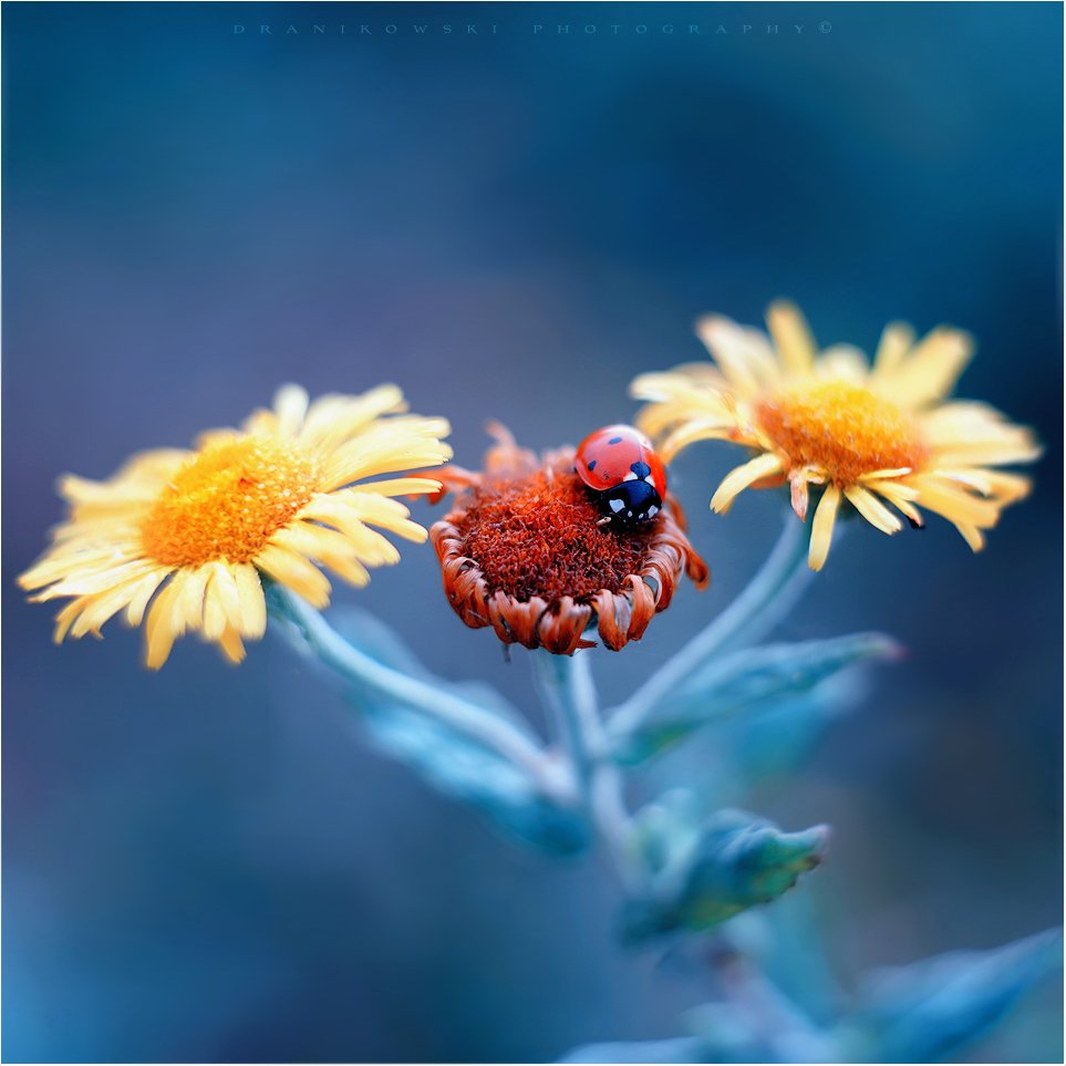 bierdonka ladybird ladybug flowers m42 bokeh natural божья коровка dranikowski helios, Radoslaw Dranikowski