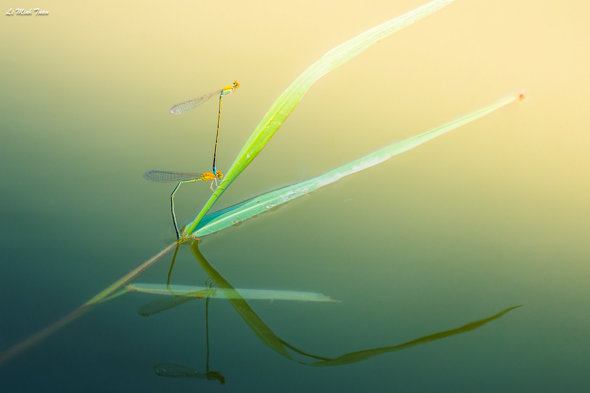 damselflies, Lê Minh Tuấn