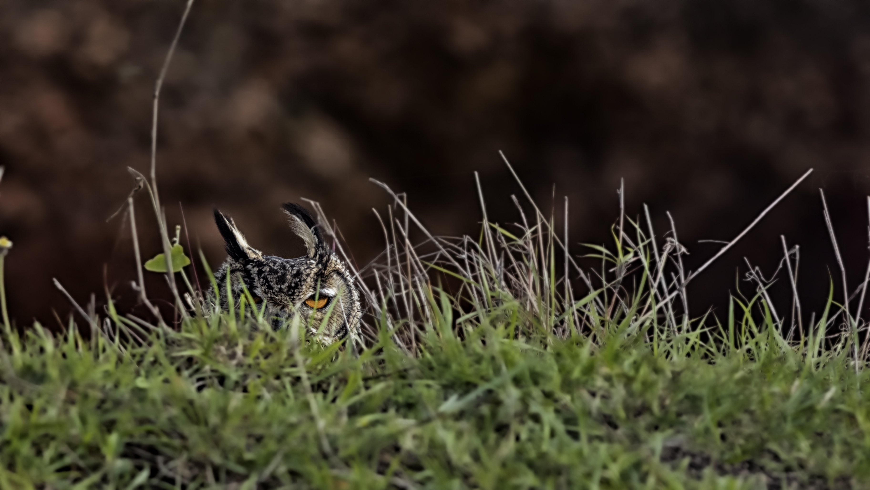 indian eagle owl, Chandrashekhar Shirur