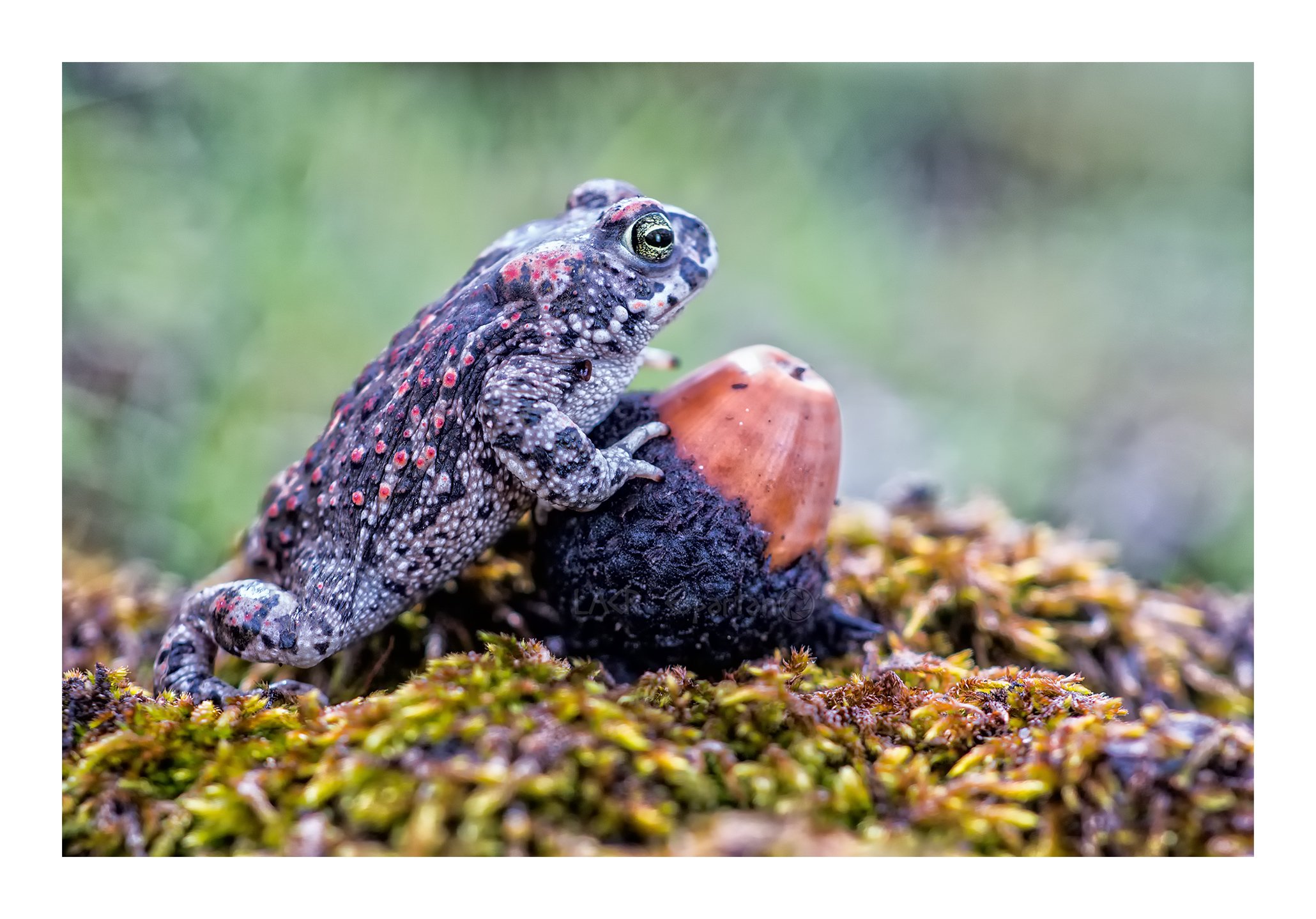 animals macro nature sapos anuros anfibios , Luis Antonio Clemente Rodriguez