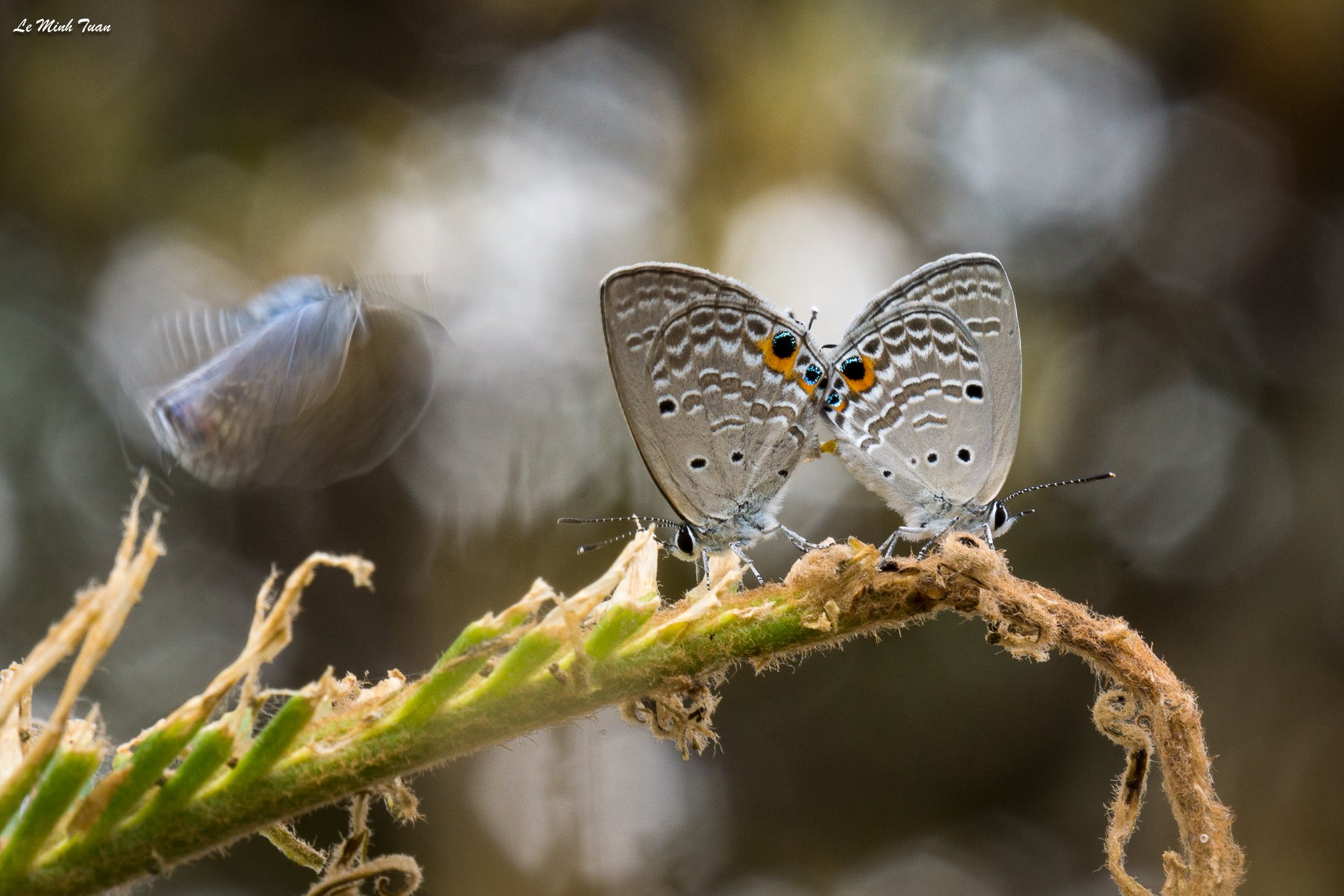 butterflies, Lê Minh Tuấn