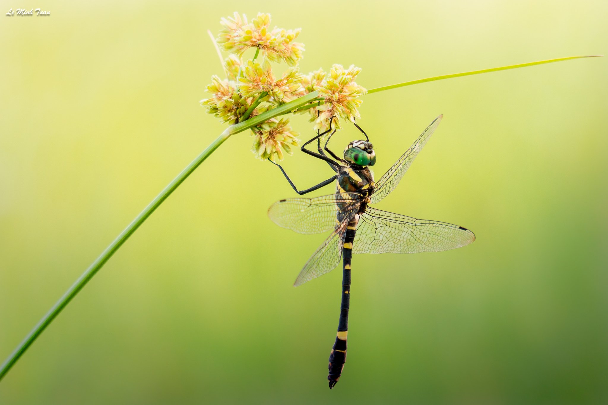 dragonfly, Lê Minh Tuấn