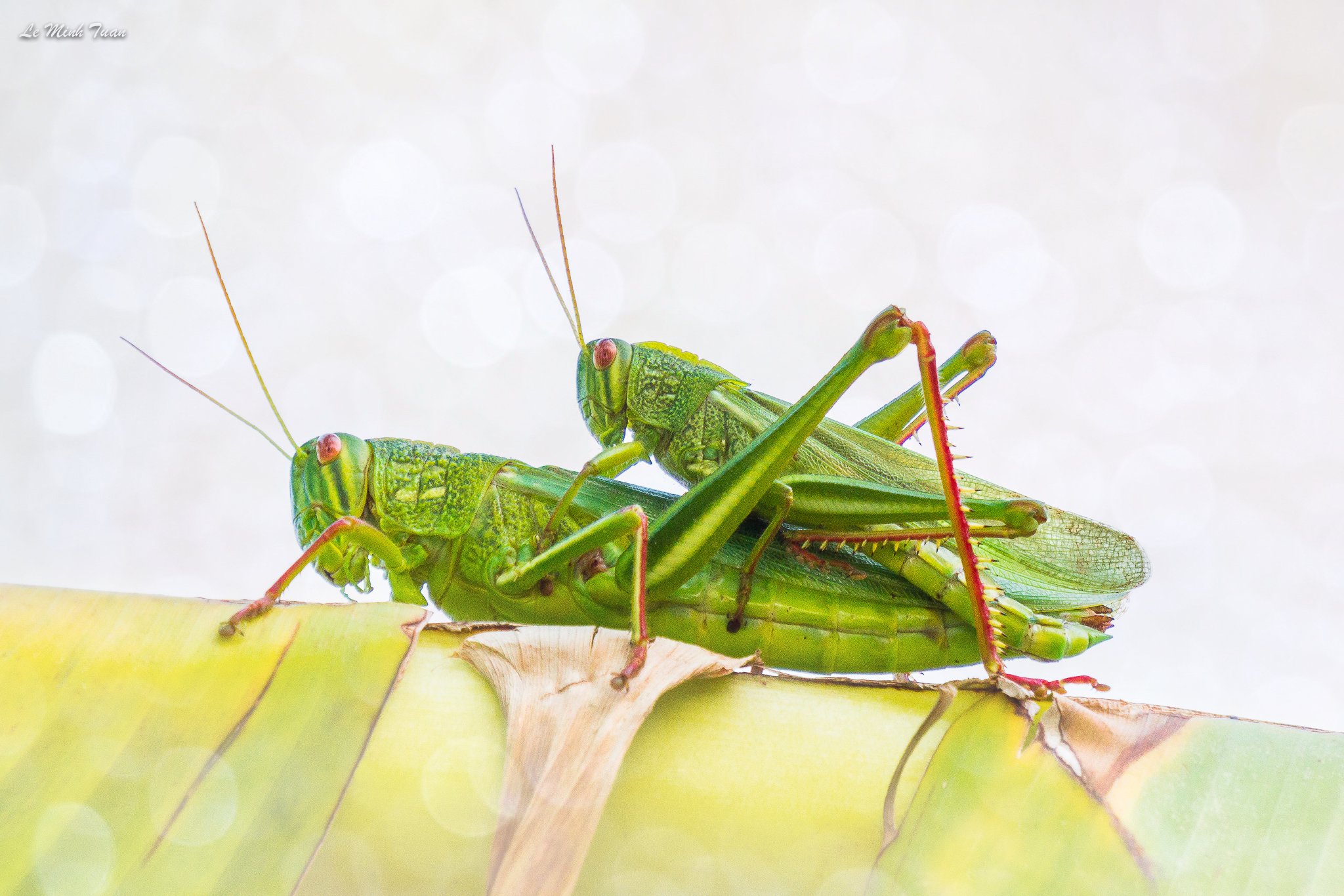 grasshoppers, Lê Minh Tuấn