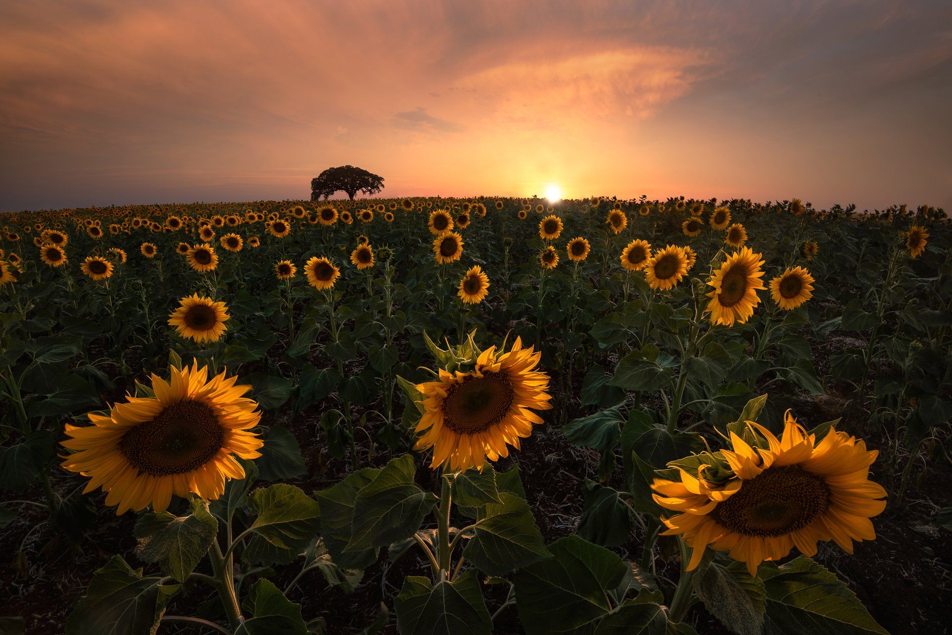 HugoSó, Hugo, Só, Sunflowers, Sunset, Alentejo, Portugal, Europe, Nikon. D810, Hugo Só