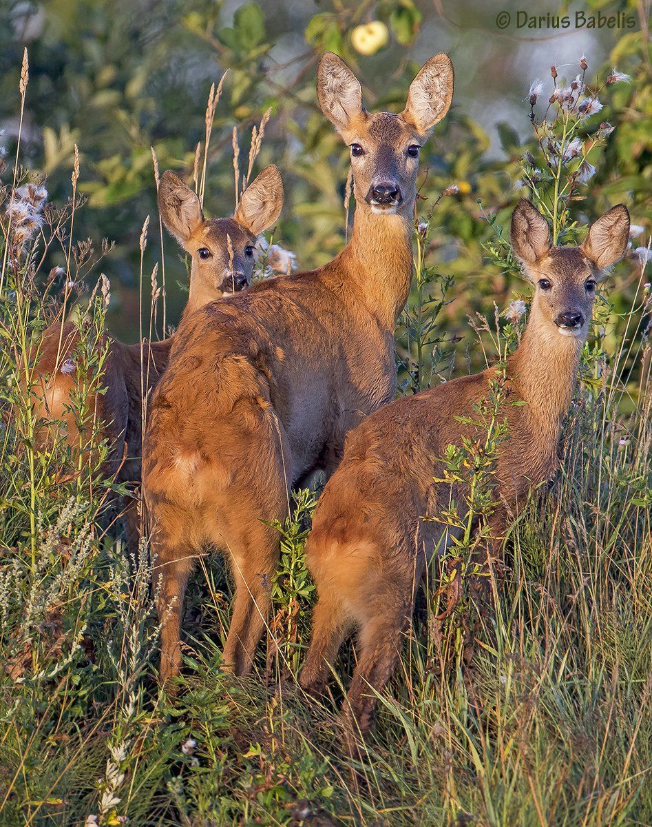 Фото косули. Косуля Сибирская. Европейская косуля. Косуля Рогач. Косуля Кавказская.