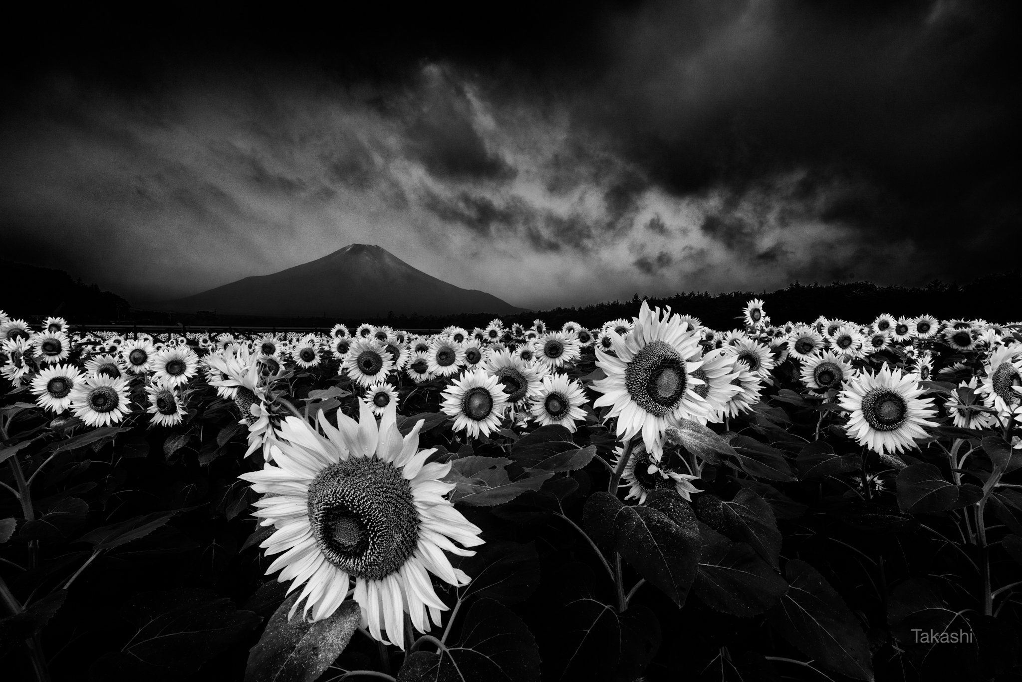 Fuji,Japan,mountain,flower,sunflower,yellow,cloud,storm, Takashi