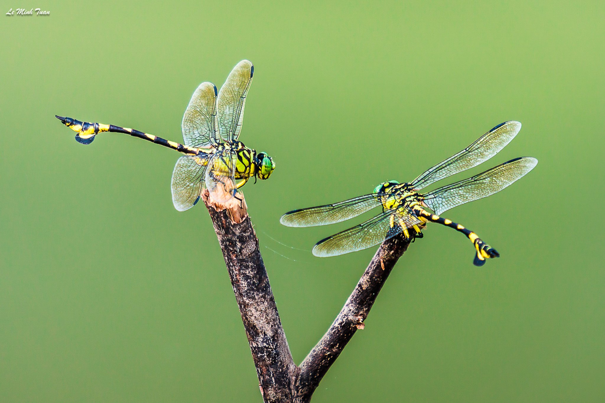 dragonflies, Lê Minh Tuấn