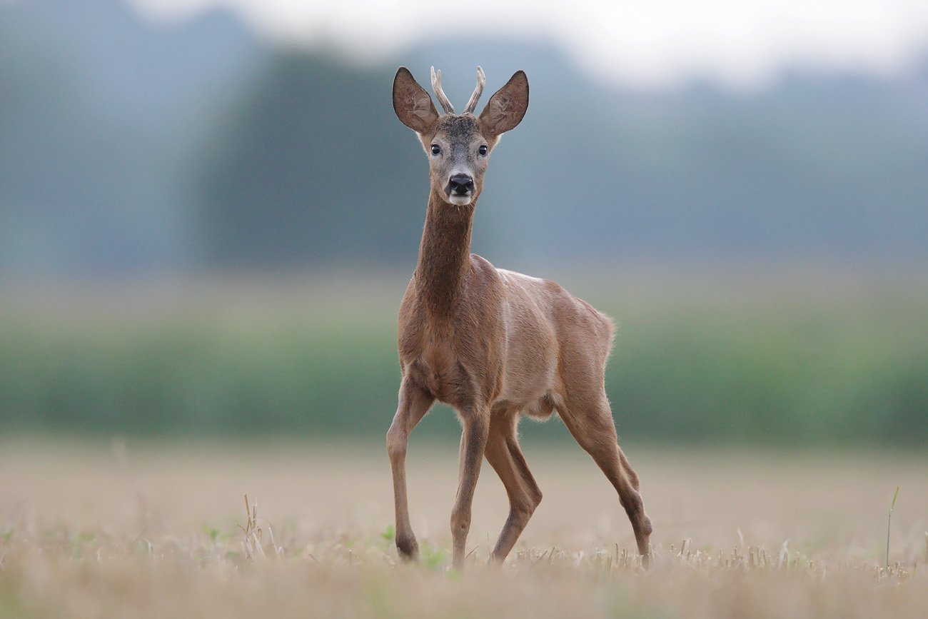 red deer, deer, wildlife, Adam Fichna