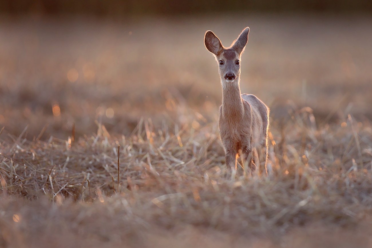 red deer, deer, wildlife, Adam Fichna