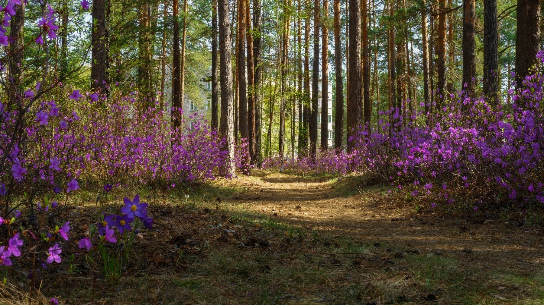 сибирь,саянск город,тропинка,весна,май,рододендрон даурский, rhododendron dauricum,багульник под окнами, siberia, sayansk city, path, spring, may, rhododendron dauricum, ledum under the windows,, Сергей Козлов