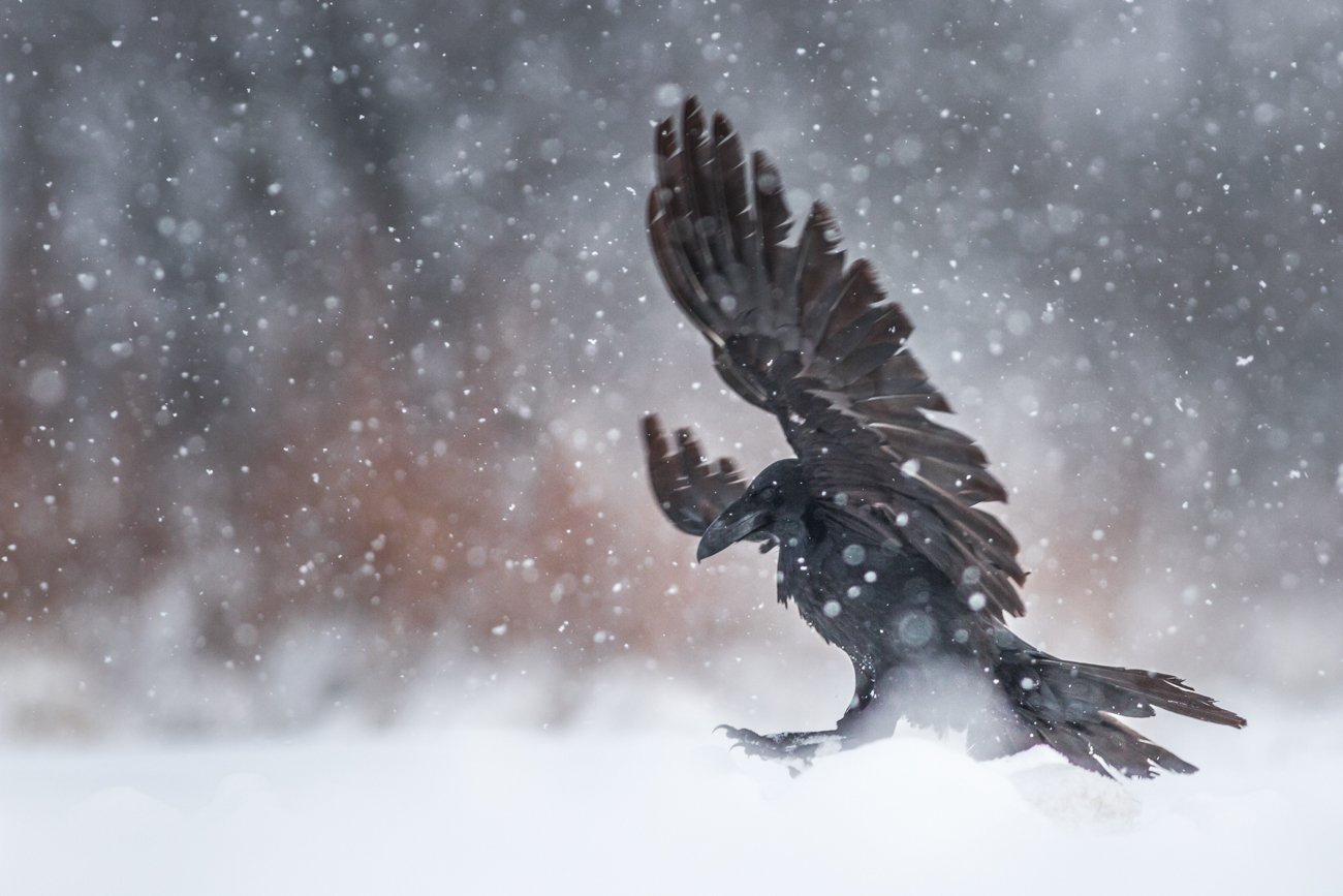 raven, wildlife, snow, winter,, Adam Fichna