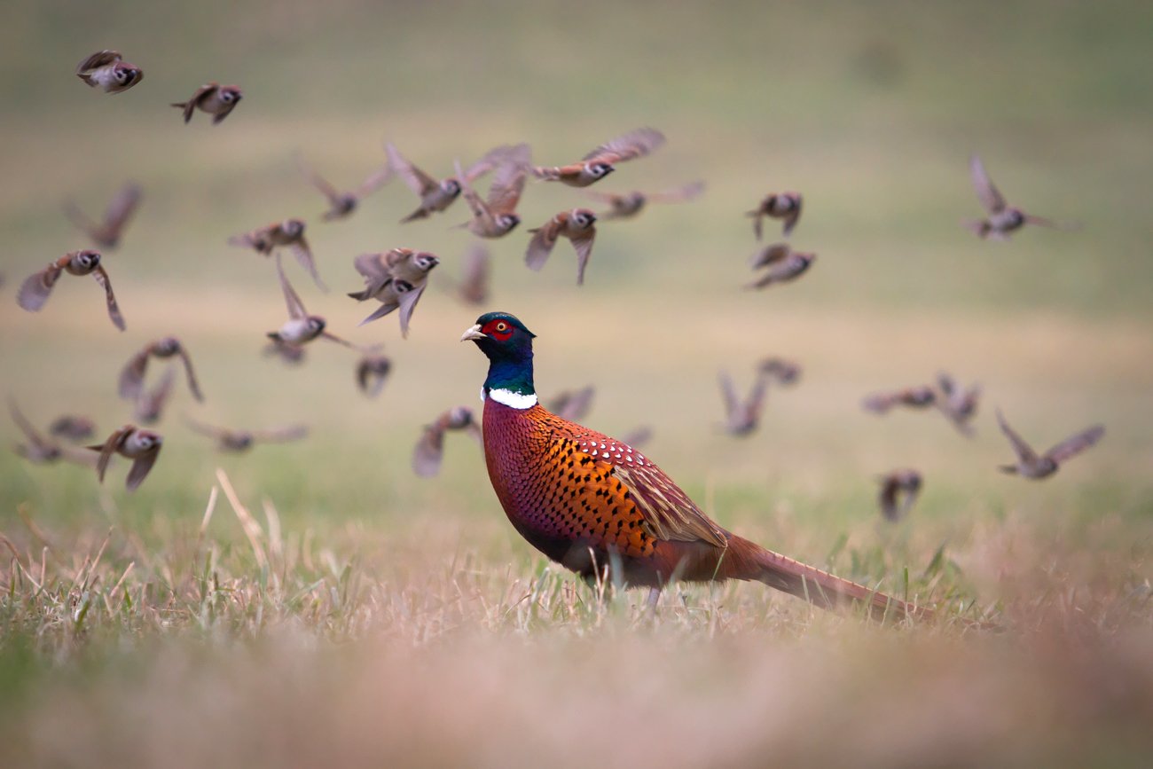 pheasant, tree sparrow, wildlife, Adam Fichna