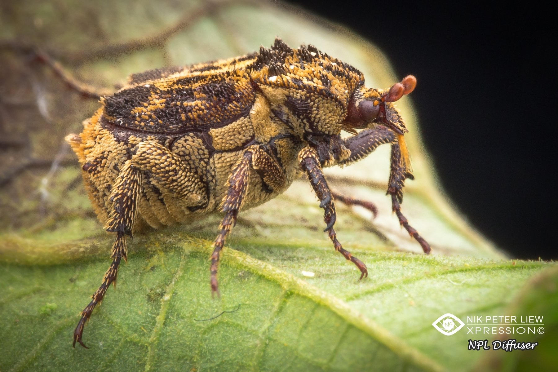 #Beetle #npl #nature, Nik Peter Liew