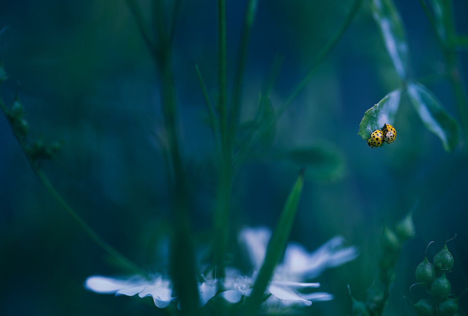 insects,ladybug,macro,beautiful,insect,wild,wildlife,nature,faerie,close up,fairy,ladybugs,, Georgi Georgiev