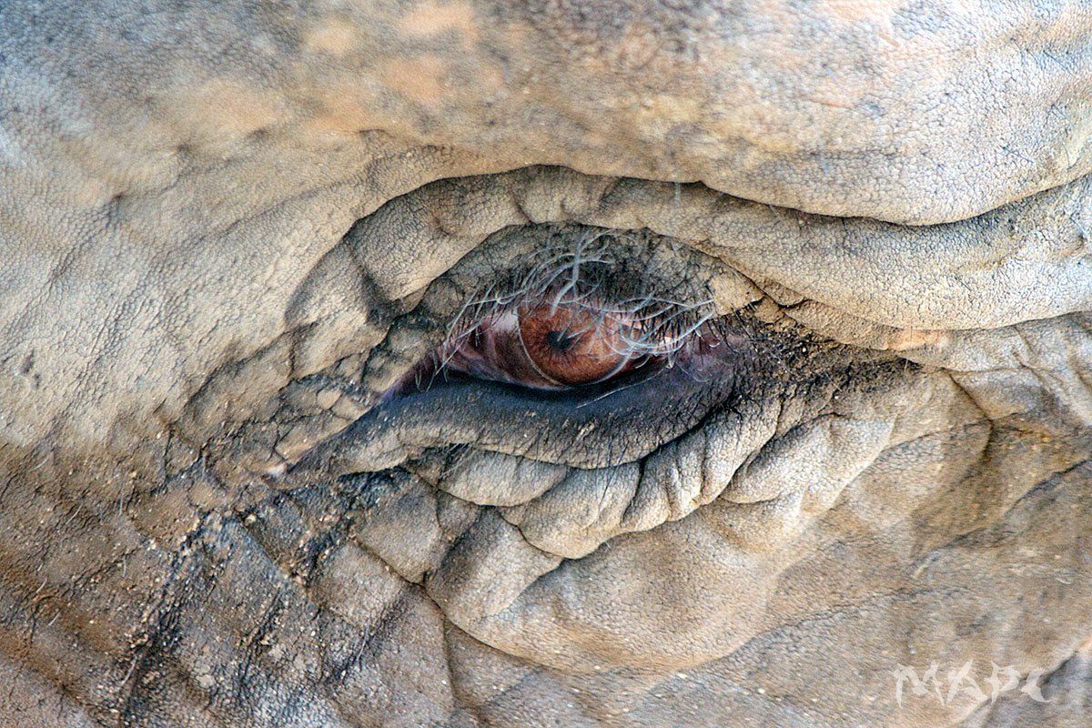 животные слон глаз взгляд, Шангареев Марс