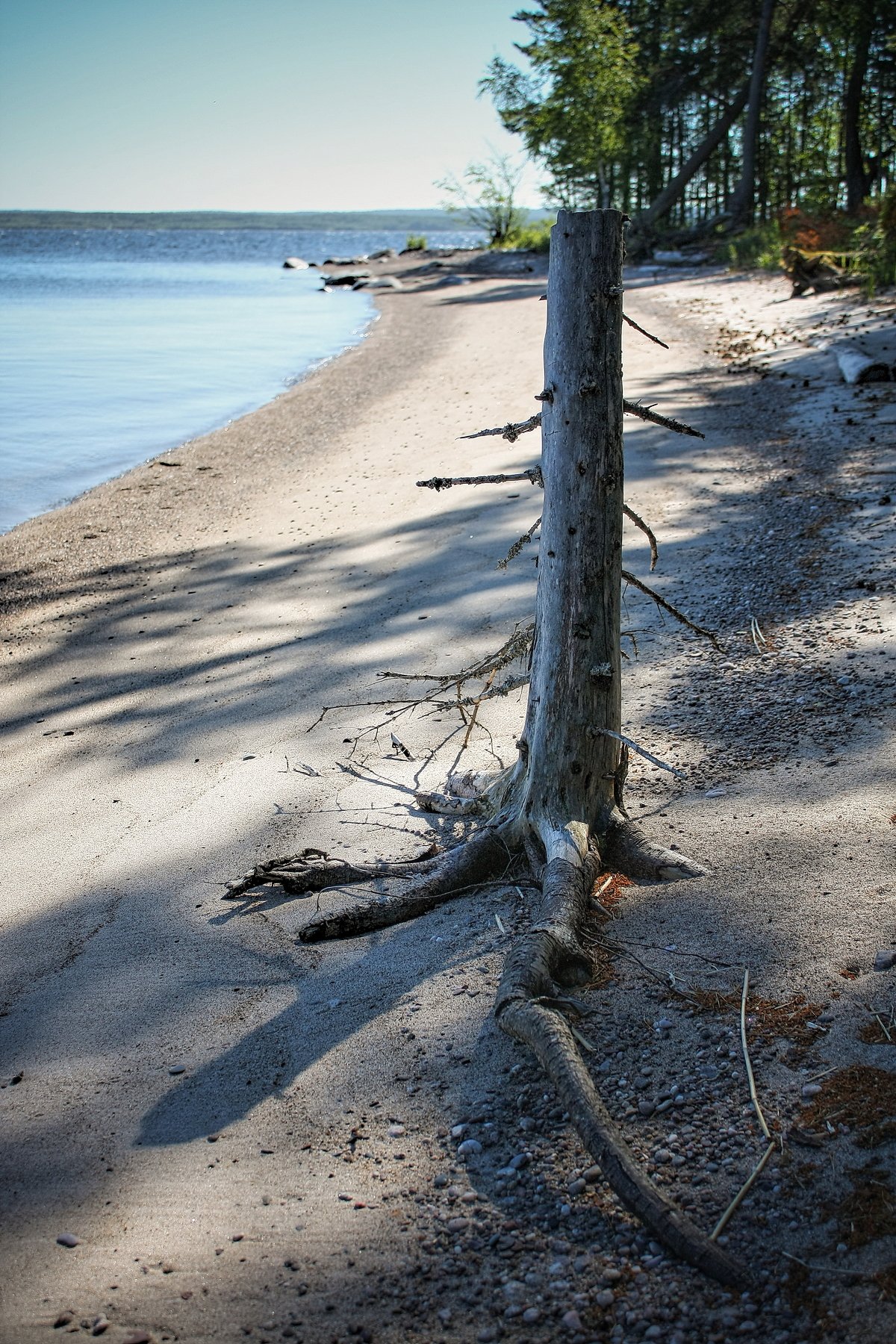 дерево, озеро, остров, пляж, карелия, вода, Vladimir Kedrov