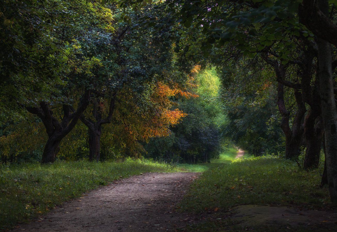 деревья, дорога, сад,, Сергей Шабуневич