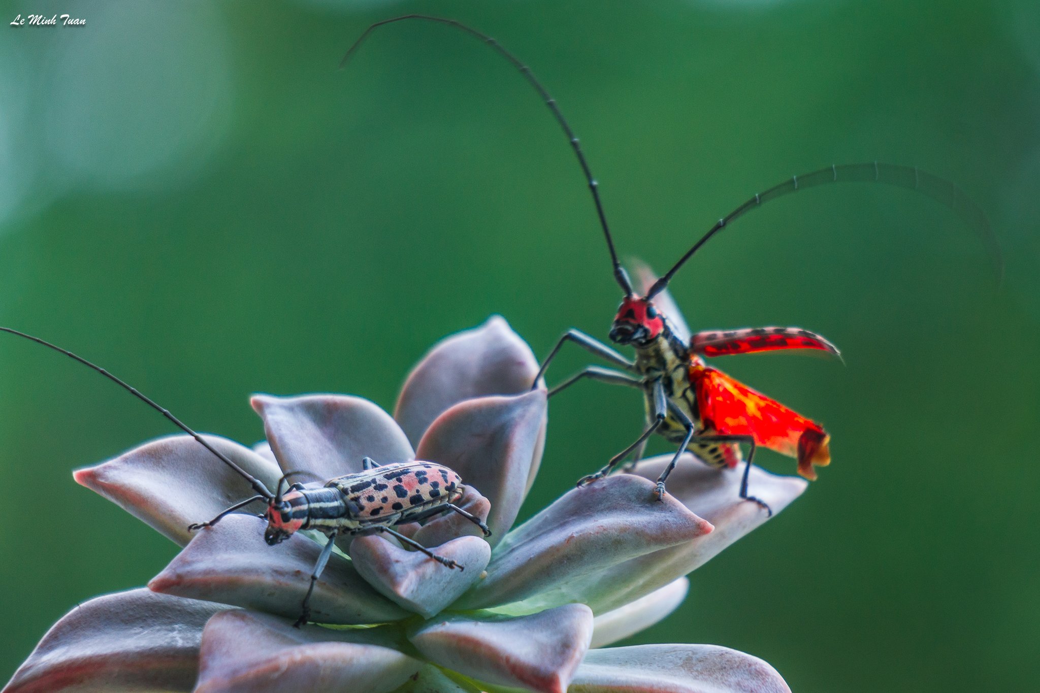 beetle, Lê Minh Tuấn