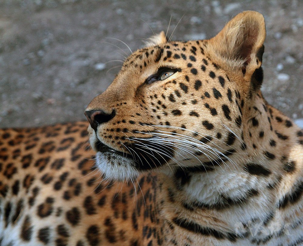 животные леопард хищник сафарипарк, Шангареев Марс