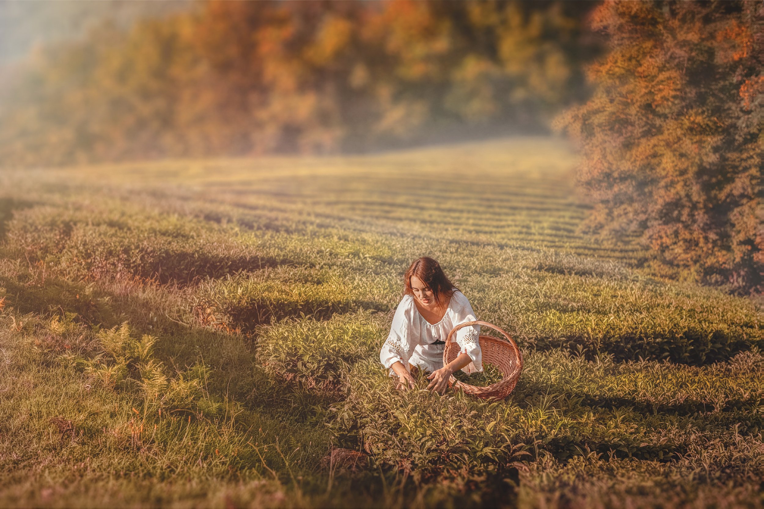 осень чай селянка девушка корзина поле плантация солнце закат, Андрей Володин