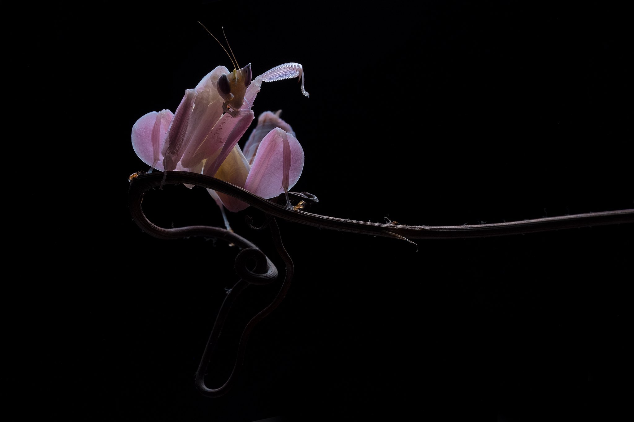 macro, mantis, orchid, pink, malaysia, Lee Hua Ming
