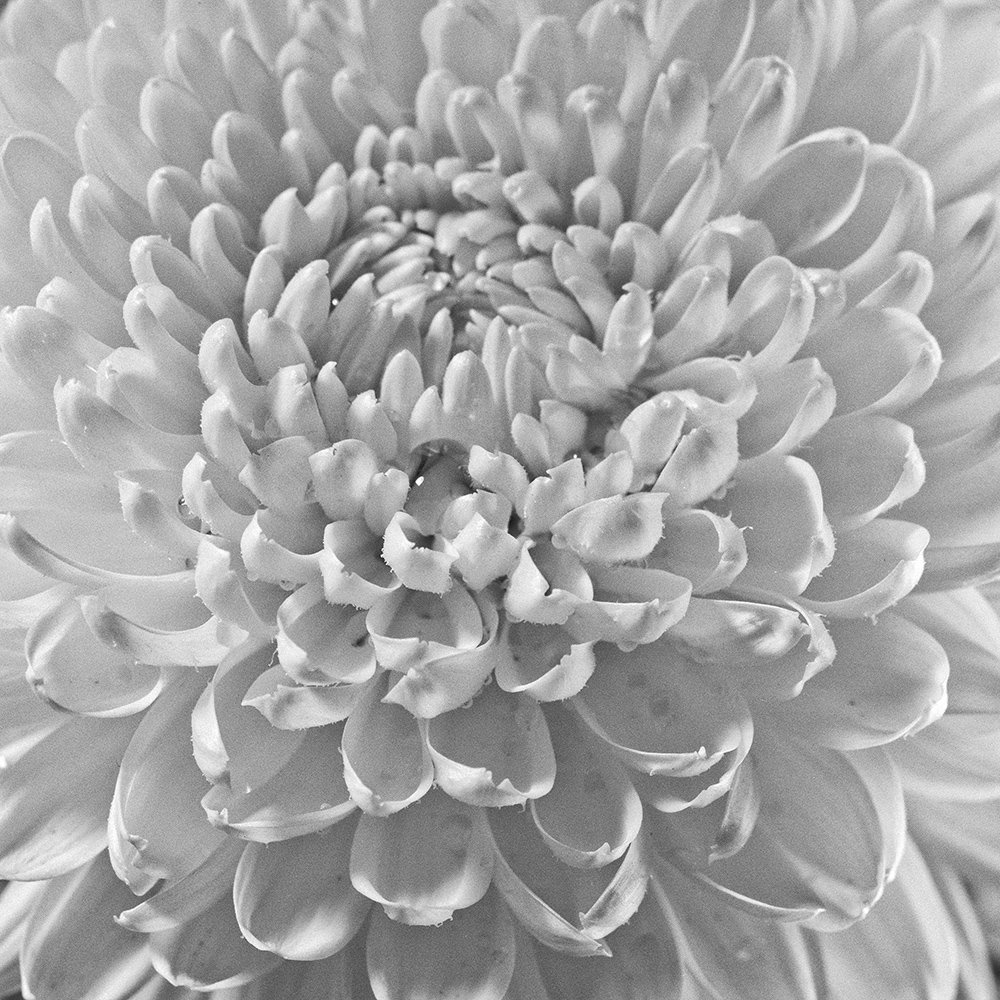 цветок, flower, still life, 4x5, toyo view 45d, black and white, blossom, Дмитрий Толоконов