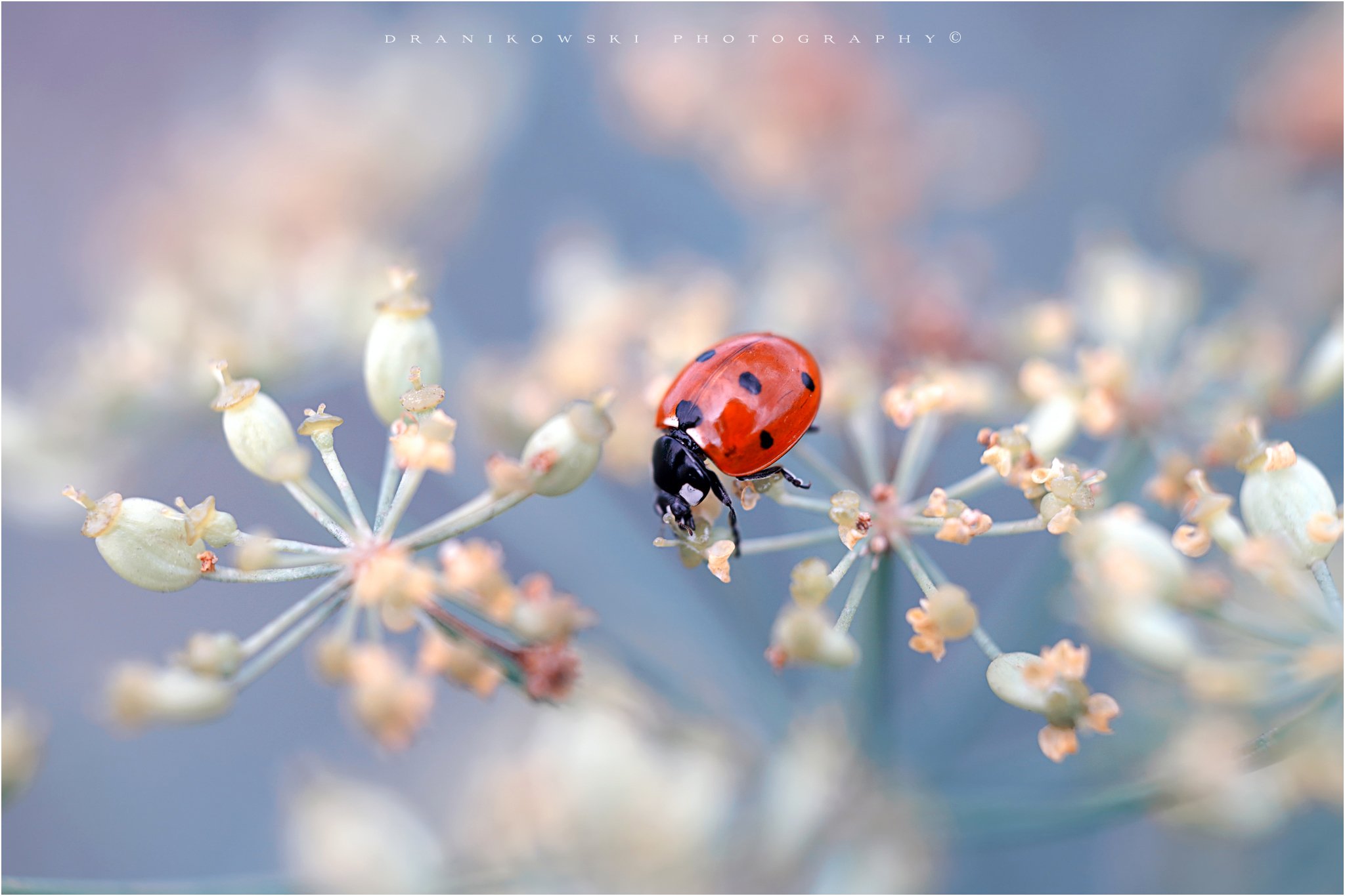 ladybug ladybird artistic macro m42 bokeh magic biedronka natural, Radoslaw Dranikowski