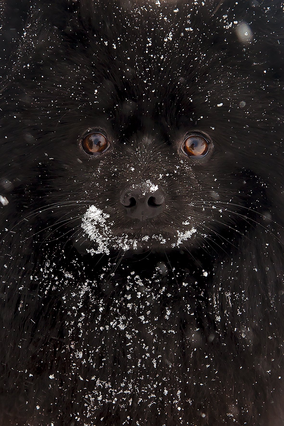 друг, собака, черный, зима, глаза, Александр Игнатьев