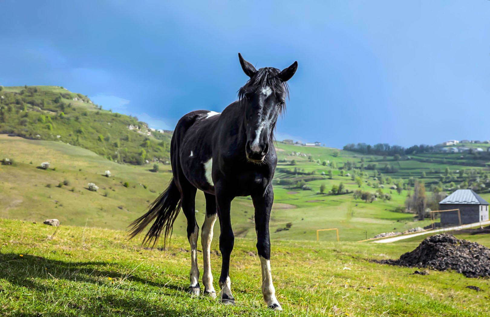 конь,лошадь,животное,домашние животные, Marat Magov