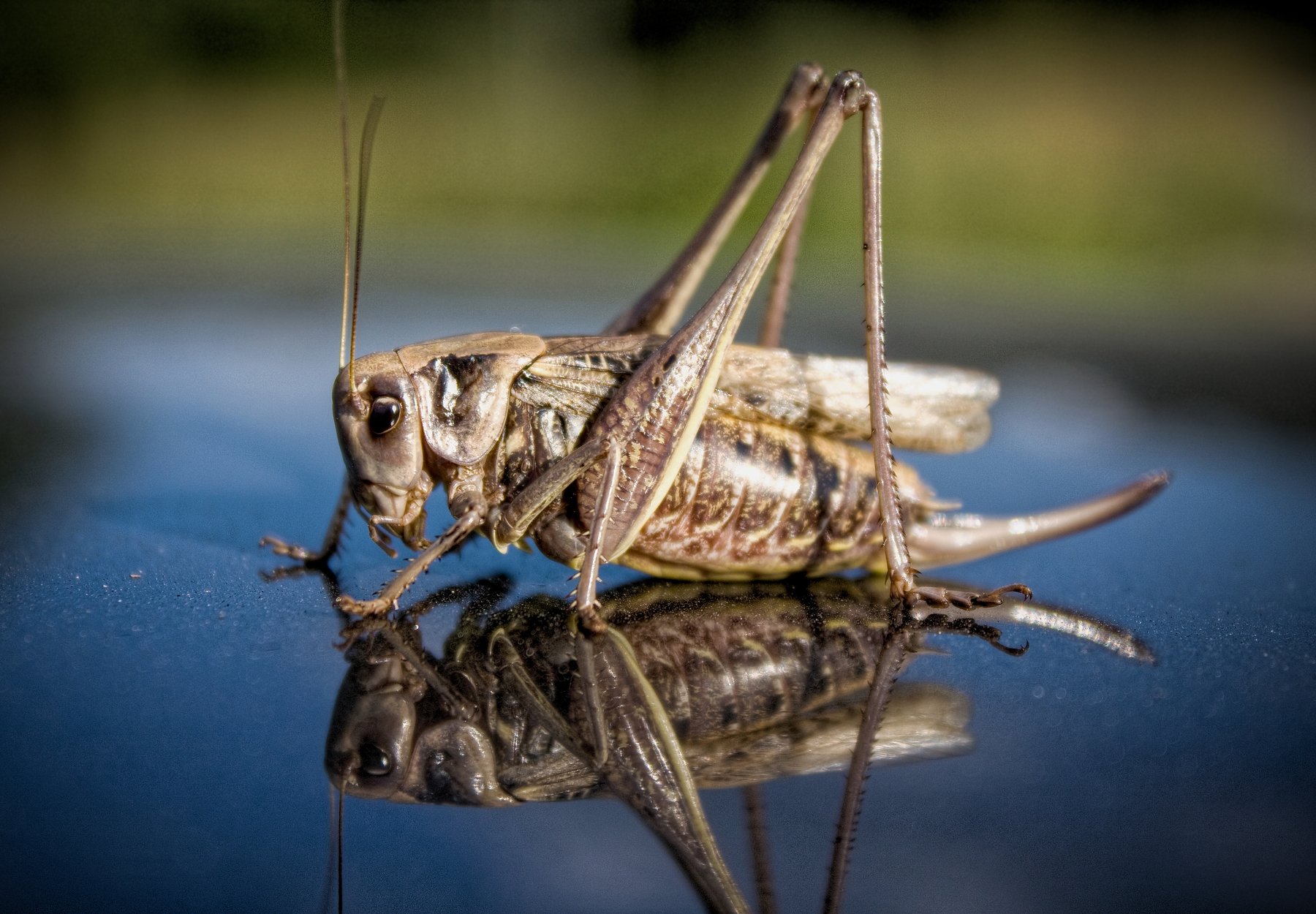 кузнечик, насекомое, отражение, Vladimir Kedrov