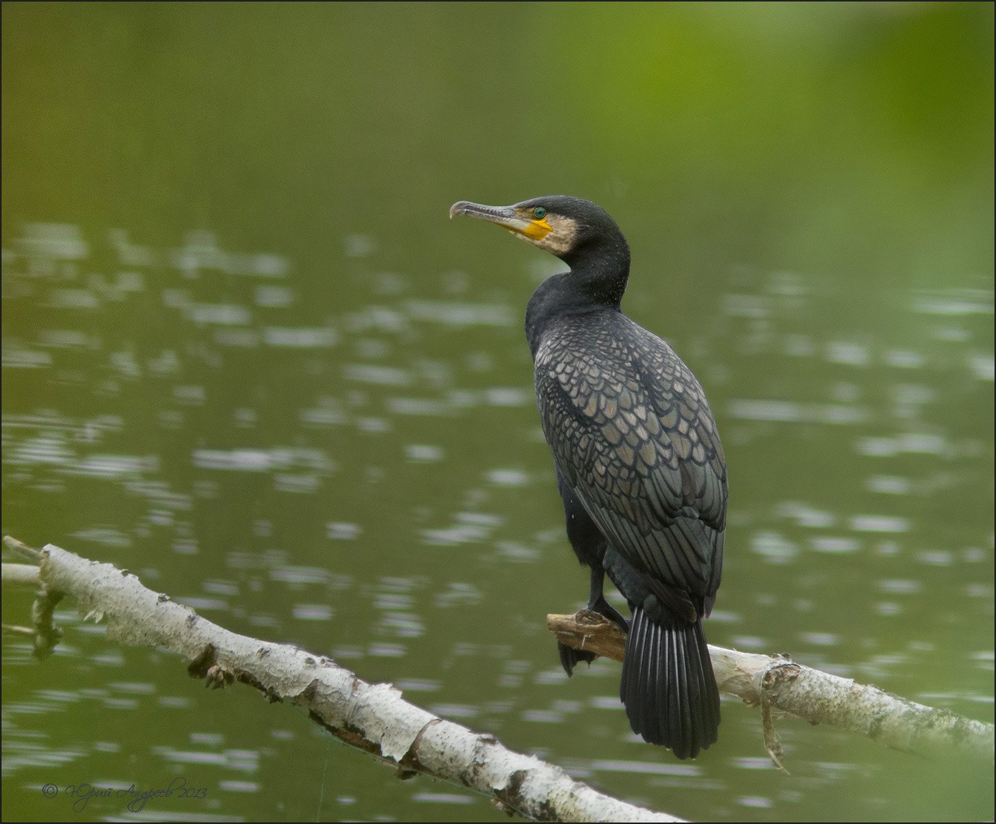 phalacrocorax carbo большой баклан, Юрий Андреев