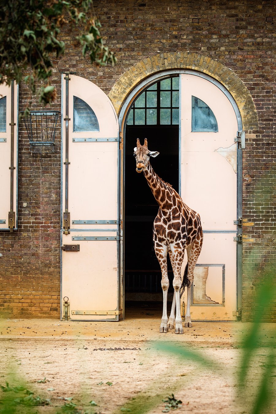 жираф, животные,Лондон,Англия,красота, мир, Оксана