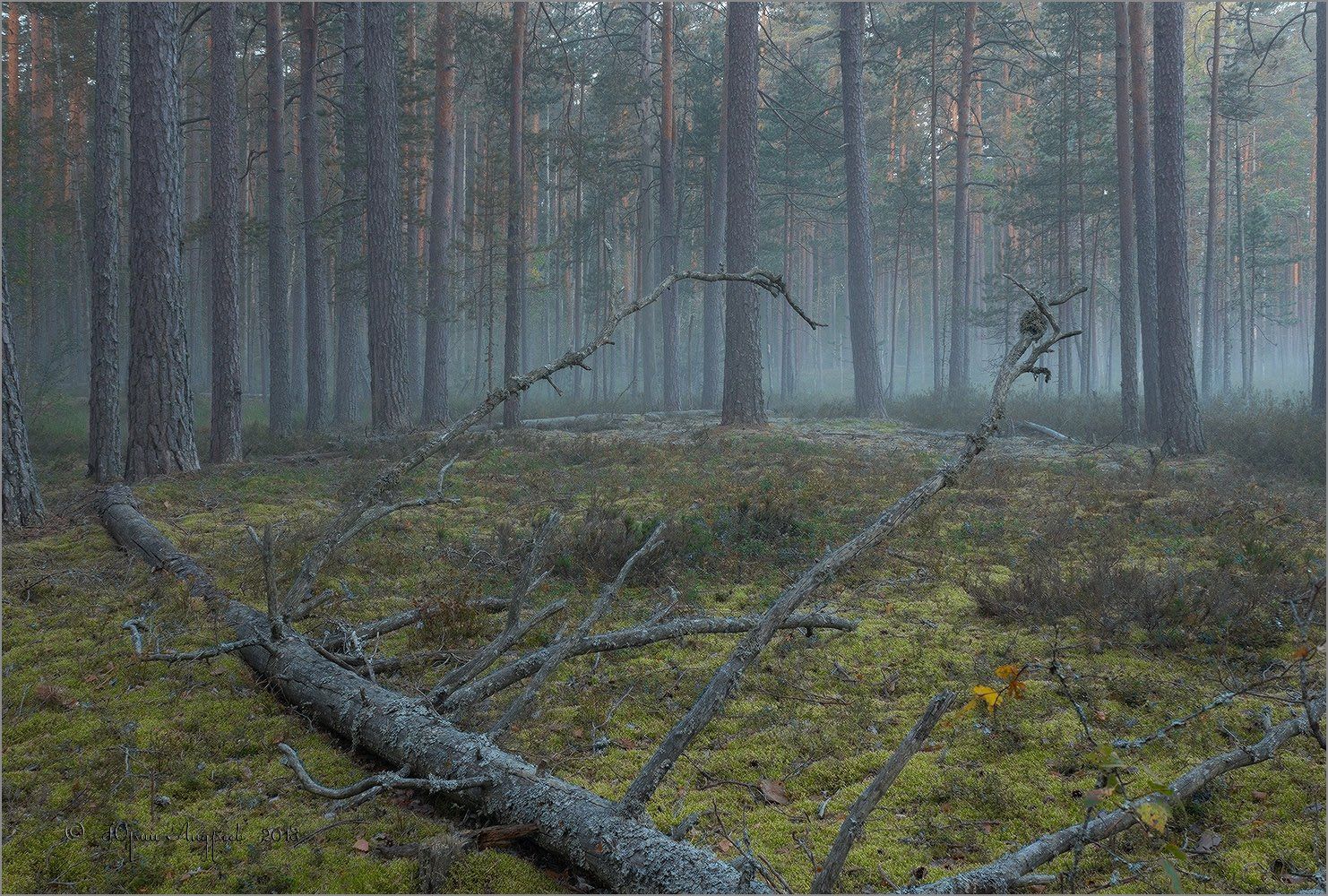 бор, рассвет, туман, лес, валежник, Юрий Андреев