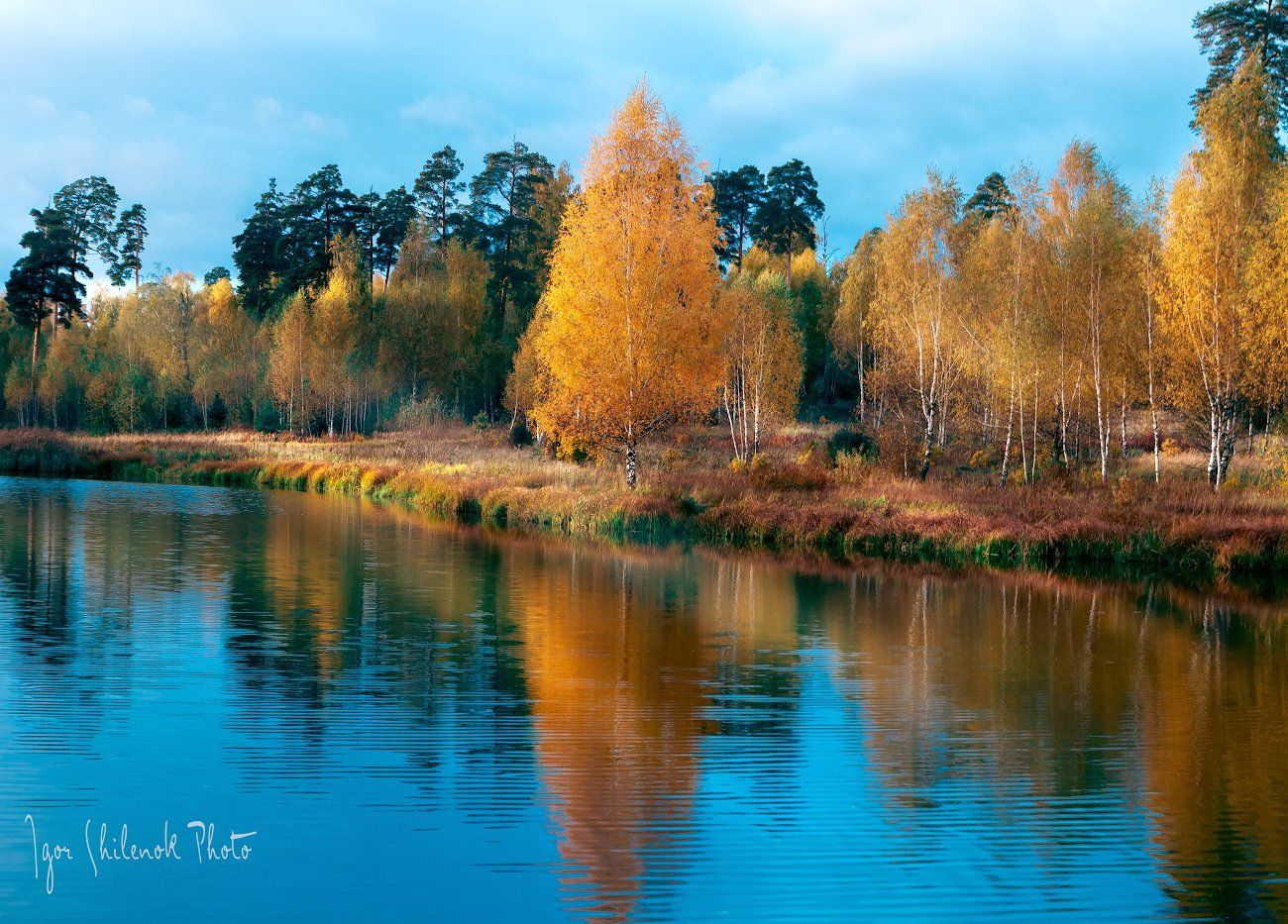 осень. краски, берёзка, пруд, река, озеро, отражение, Игорь Шиленок