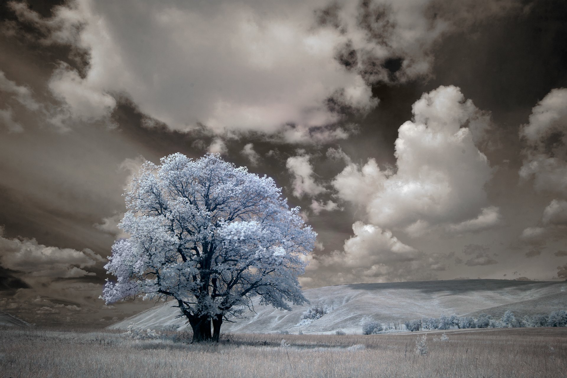 инфракрасный, пейзаж, дерево, небо, облака, Олег_Грачёв, Олег Грачёв