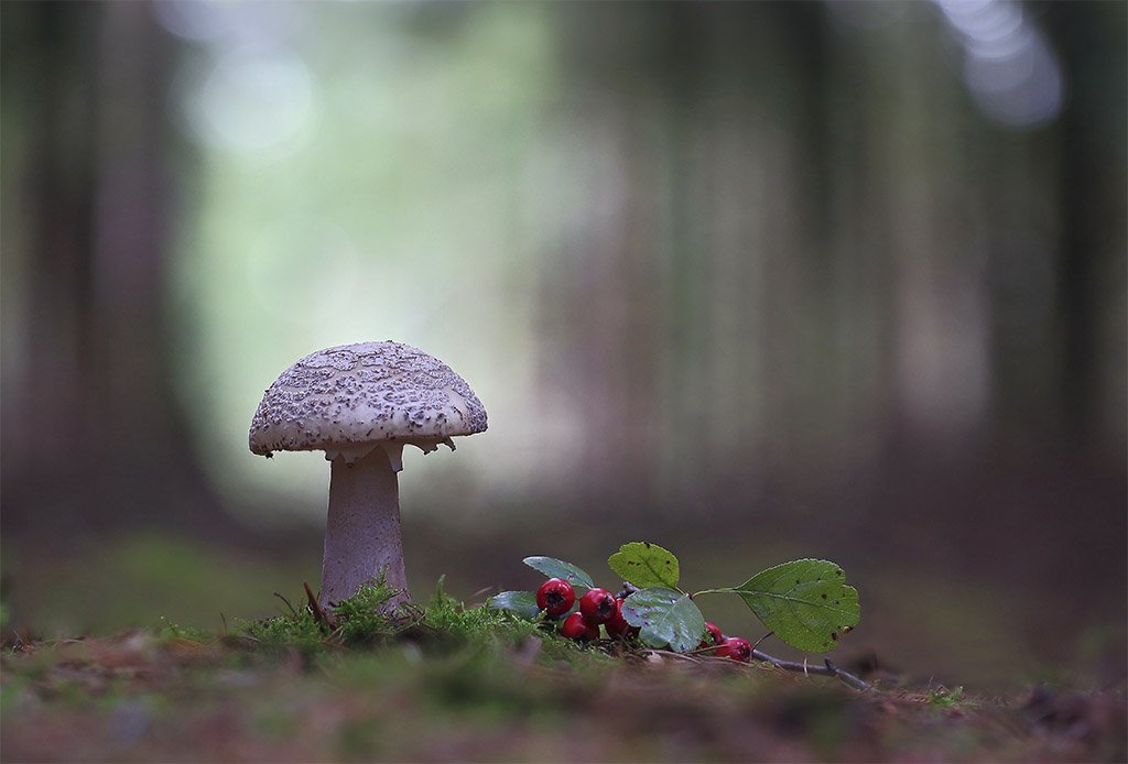 Осень,лес,гриб., Виктор Шнайдер