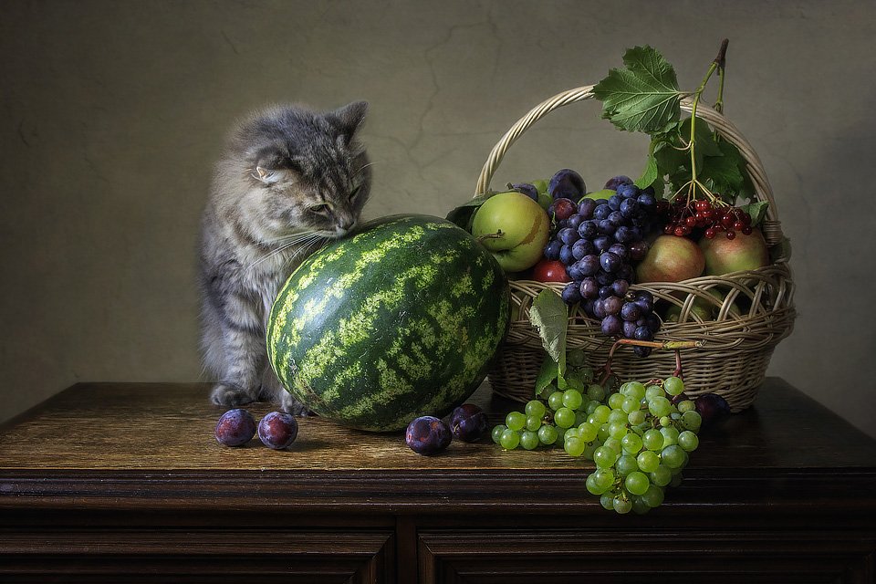 домашние животные, кошка Масяня, любопытство, натюрморт, фрукты, арбуз, Ирина Приходько
