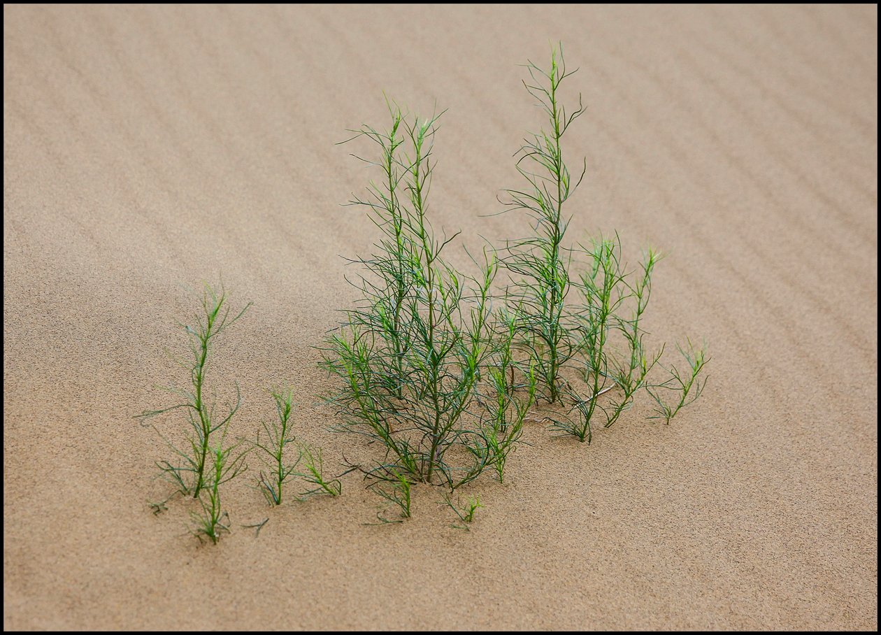 растения,трава,песок,природа., Marat Magov