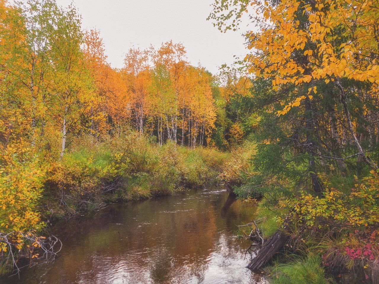 инта,золотая осень,лес,коми,мобильное фото, Игорь Подобаев