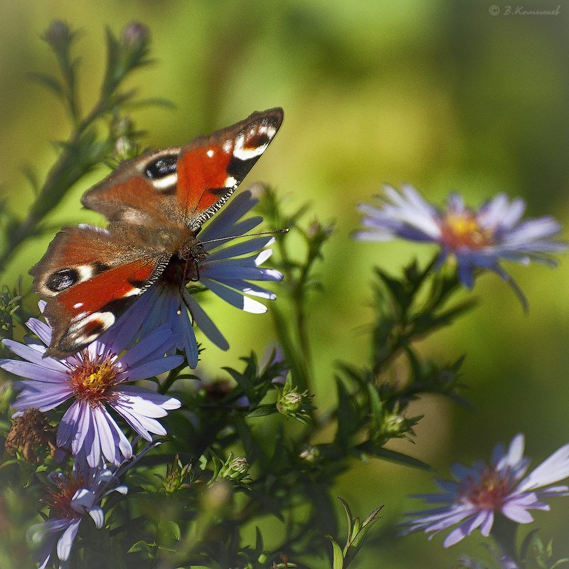природа, насекомые, бабочки, лето, Владимир Комышев