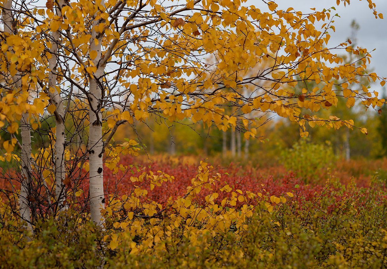 осень, природа, сибирь, Андрей Снегирёв