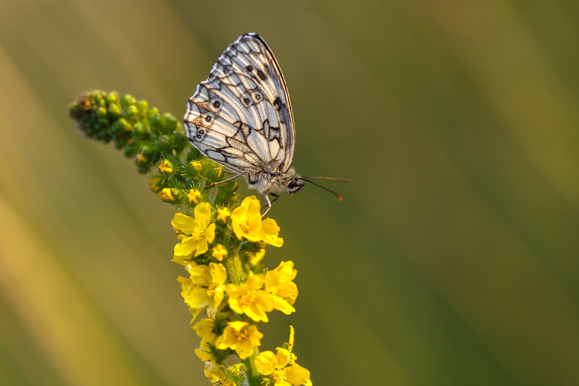 motyl,butterfly,natura,nature,polska,poland,canon,6d,, Marcin Rydzewski