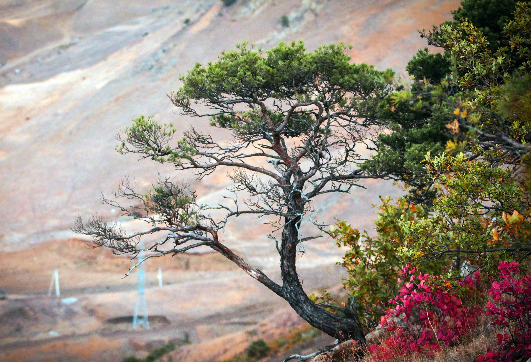 дерево.природа,горы,сосна,осень., Marat Magov