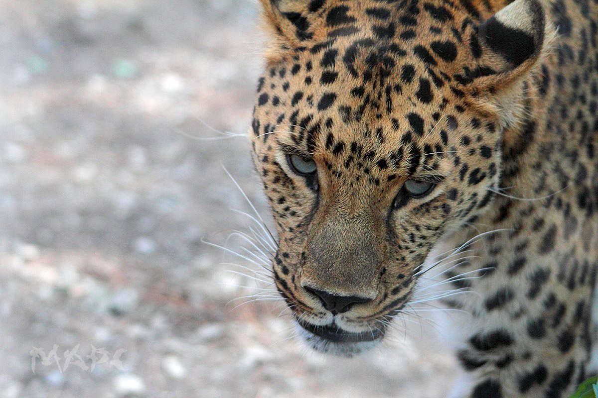 животные леопард хищник сафари парк, Шангареев Марс