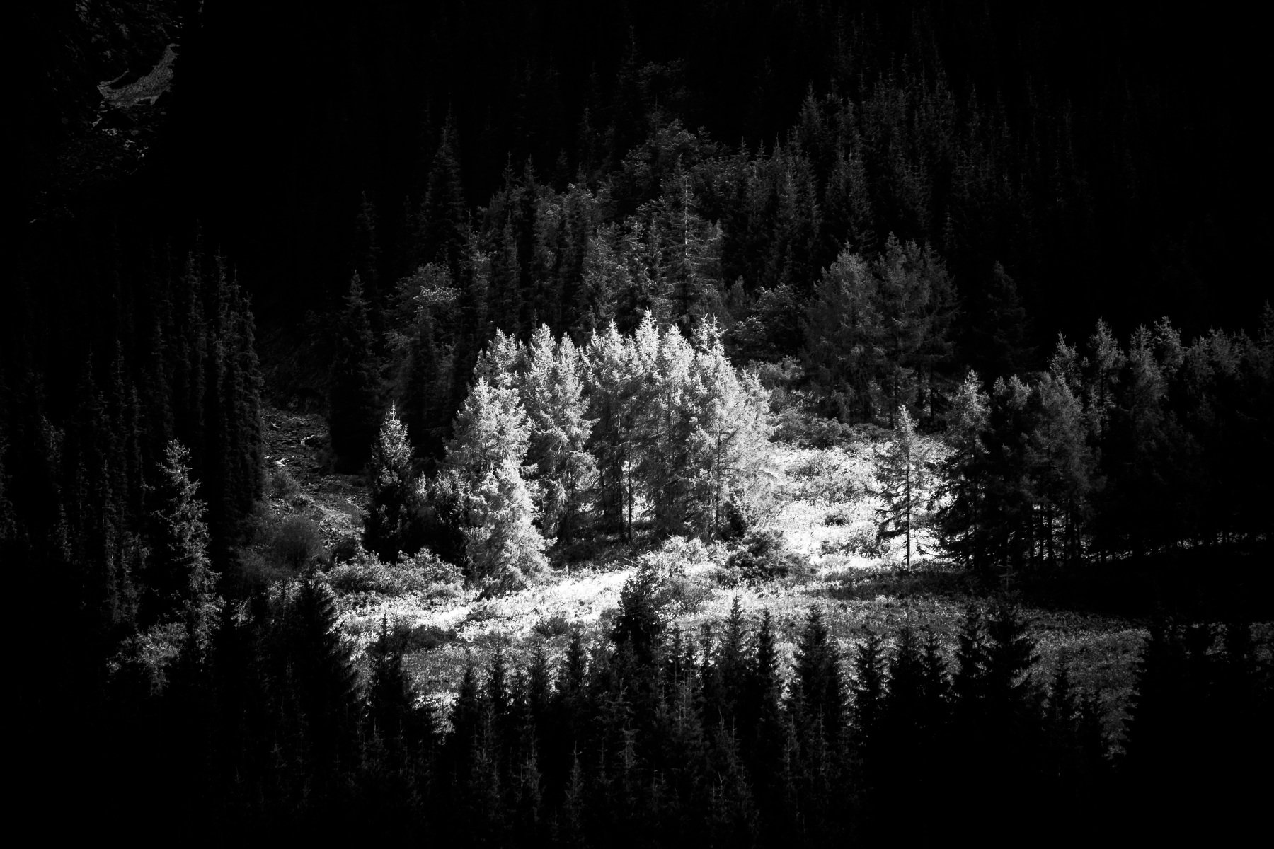 лес, природа, горы, пейзаж, черно-белое, свет, тень, Василий Шумкин