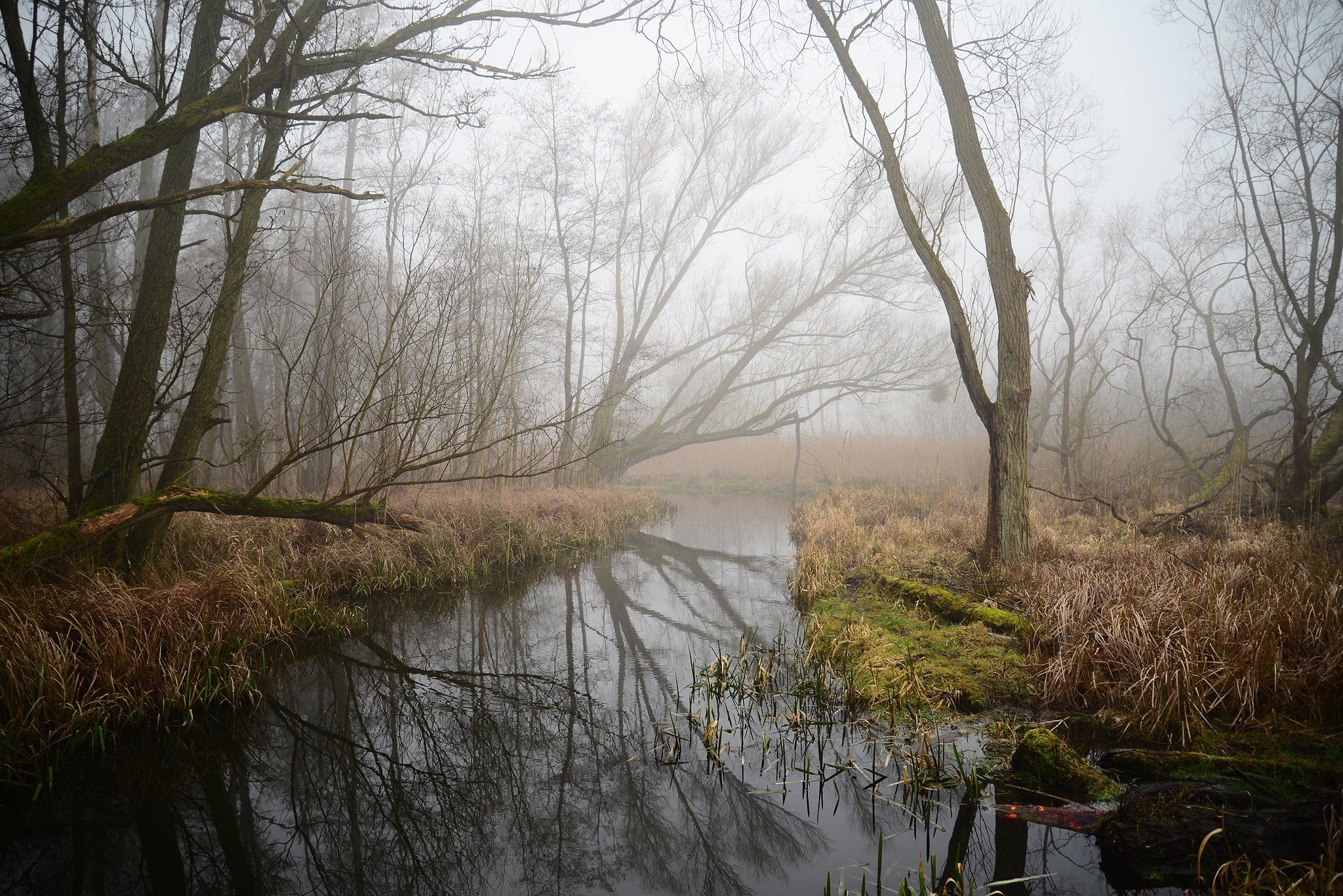 mystical river water tree foggy morning autumn trees fall dranikowski mist, Radoslaw Dranikowski