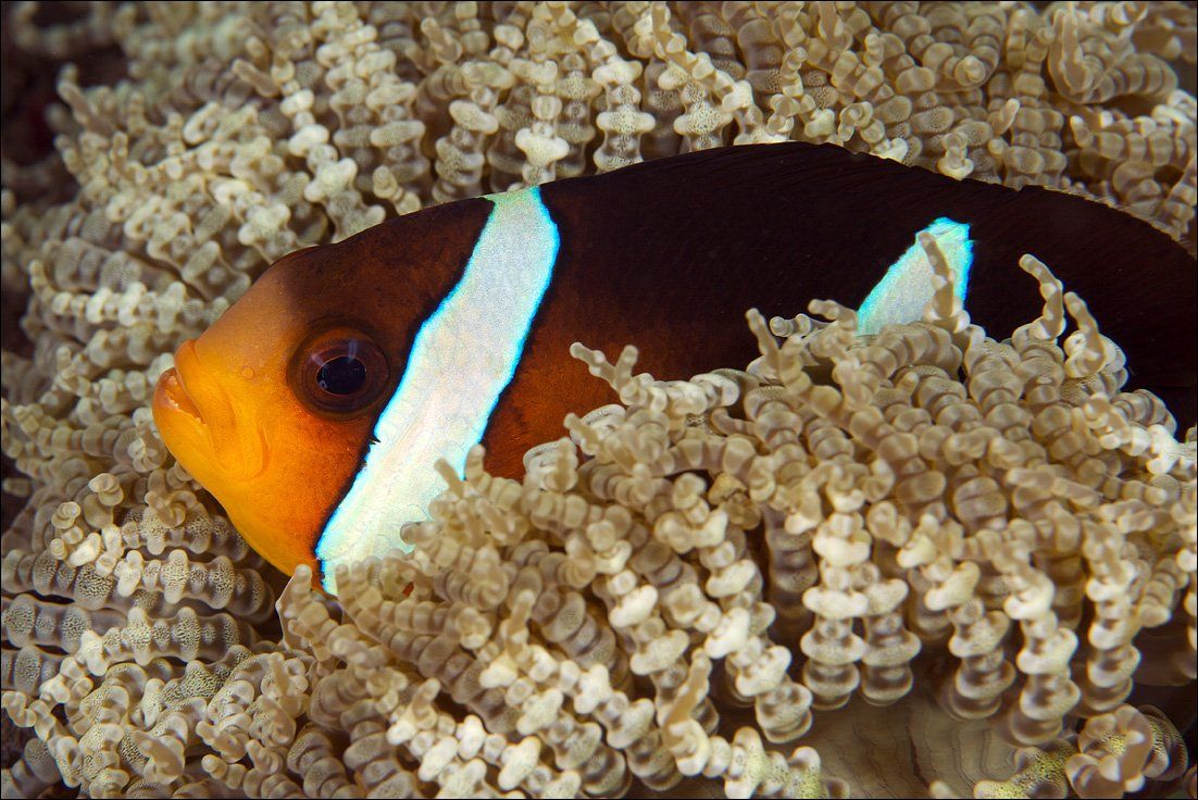 anemone, bali, indonesia, underwater, clown fish, Anton Akhmatov