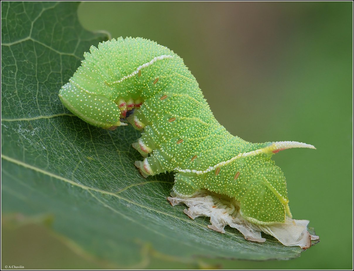 сфинкс,sphingidae,гусеница,бражник,тополёвый,линька,грустный, Александр Чувилин