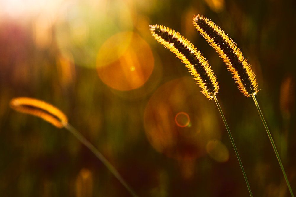 meadows, sunlight, sunset, grass, flare, Zdravko